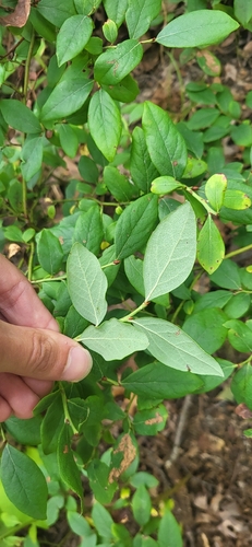 Vaccinium pallidum, photograph 5