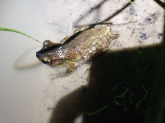 Osteocephalus taurinus