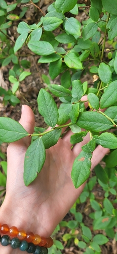 Vaccinium pallidum, photograph 6