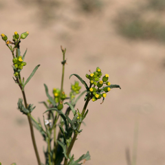 Senecio glossanthus