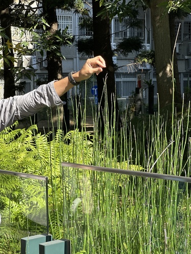 Branched Horsetail