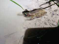 Osteocephalus taurinus