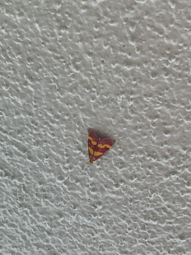 Coffee-loving Pyrausta Moth