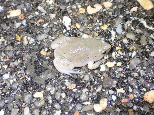 Western Narrow-mouthed Toad