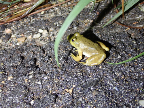 American Bullfrog