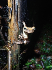 Osteocephalus taurinus