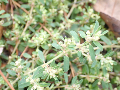 Spotted spurge