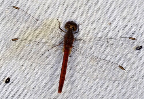 Pygmy Percher
