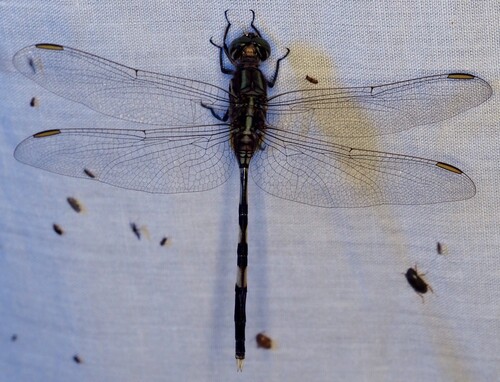 Slender Skimmer
