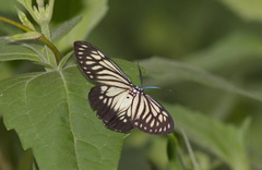 Cyclosia papilionaris