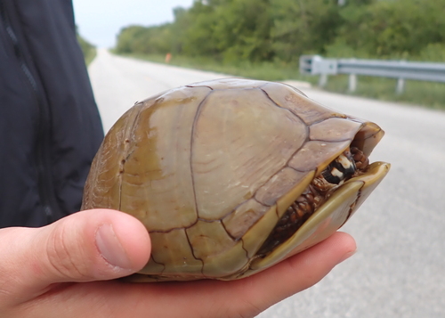 Three-toed Box Turtle
