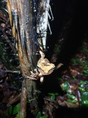 Osteocephalus taurinus