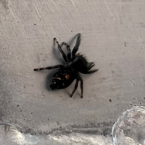 Bold Jumping Spider