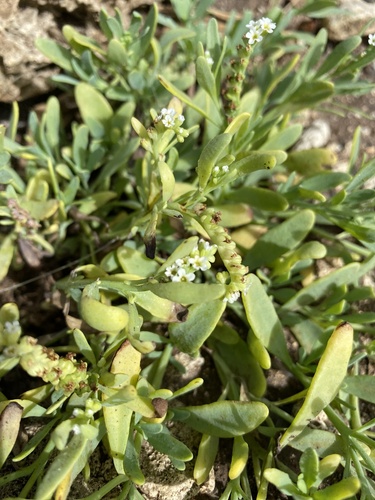 Heliotropium curassavicum observed 2026-09-21