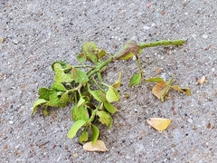 Phoradendron leucarpum