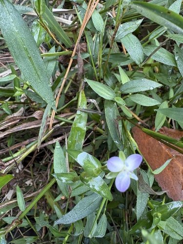 Murdannia keisak, photograph 3