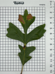 Quercus macrocarpa, photograph (c) Andrew Sebastian, some rights reserved (CC BY)