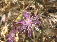 Centaurea diffusa