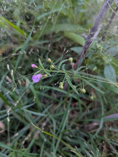 slender false foxglove