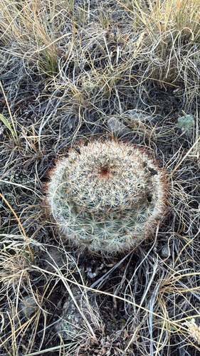 Mountain Ball Cactus
