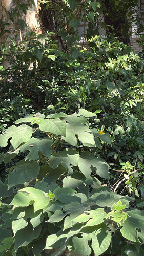 Paper mulberry