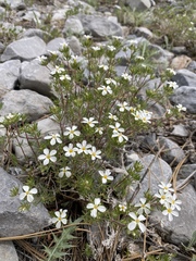 Leptosiphon nuttallii pubescens