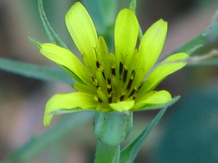 Tragopogon dubius