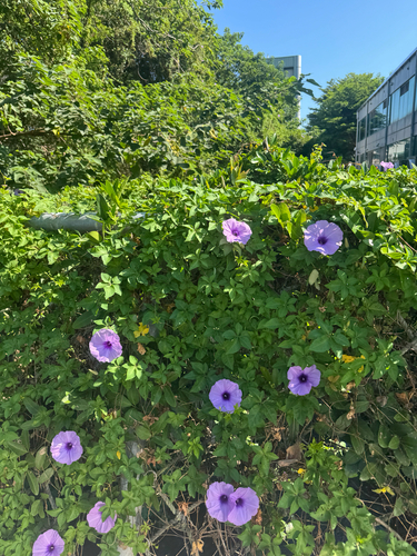 Mile-a-minute vine
