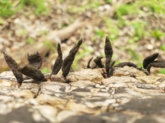 Xylaria curta