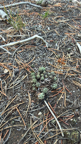 Lanceleaf Stonecrop