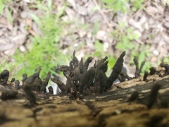 Xylaria curta