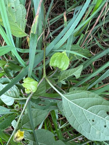 Physalis longifolia, photograph 4