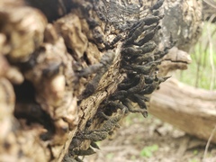Xylaria curta