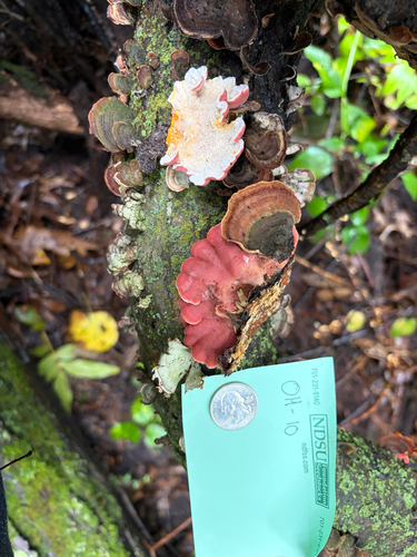 Coral-pink Merulius