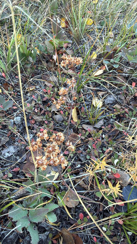subalpine sulphur flower buckwheat