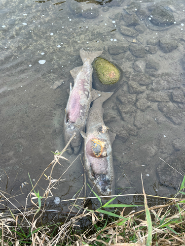 Chinook Salmon