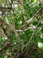 Styrax platanifolius