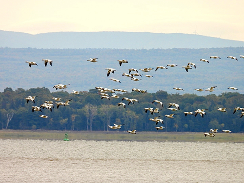 Snow Goose