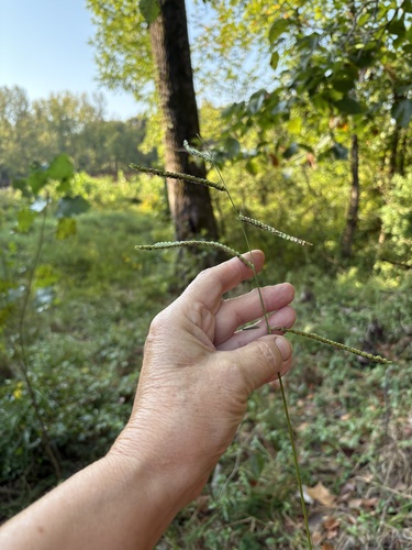 Paspalum dilatatum, photograph 3