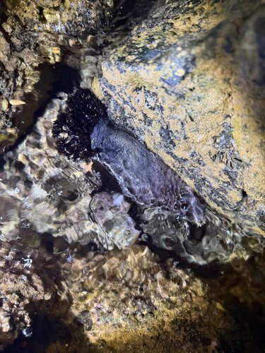 Holothuria cinerascens observed 2026-09-20