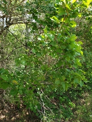 Styrax platanifolius