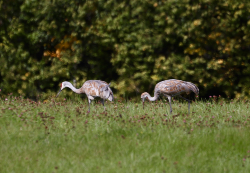 Sandhill Crane