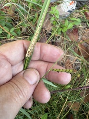 Paspalum dilatatum, photograph author not stated, no rights reserved