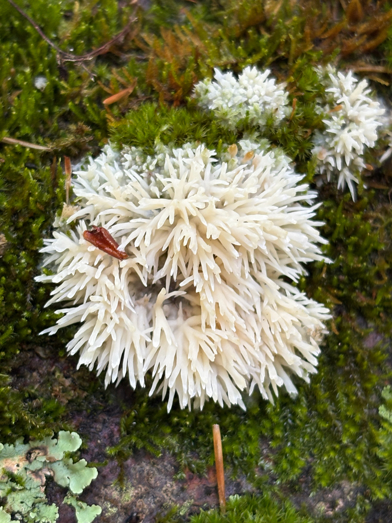 Asian Beauty · September 2026 · photo: Photo: (c) delognut, some rights reserved (CC BY) · iNaturalist