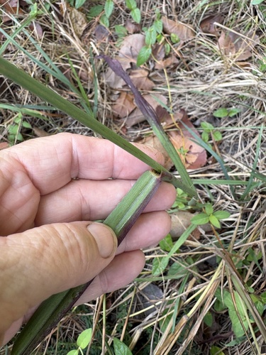 Paspalum dilatatum, photograph 5