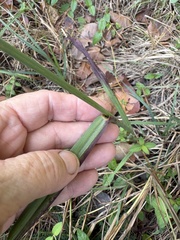 Paspalum dilatatum, photograph author not stated, no rights reserved