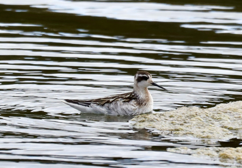 Red-necked Phalarope