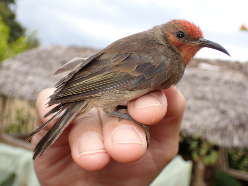 Myzomela cardinalis observed 2026-09-10