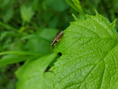 Onycholyda sitkensis