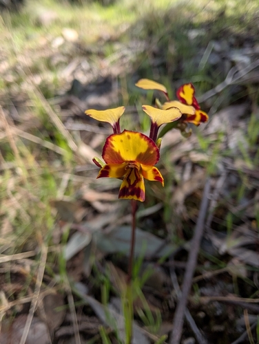 Leopard Orchid
